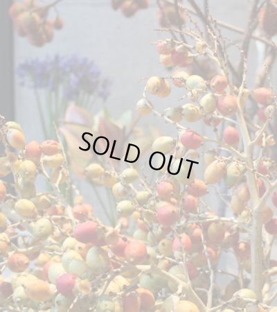 画像1: 池亀さま専用（final sale分3点）　