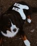 画像12: DOG socks