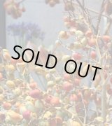 画像: 池亀さま専用（final sale分3点）　